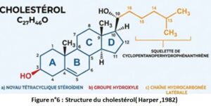 Cholestérolhttps://www.nadiakadri.com
