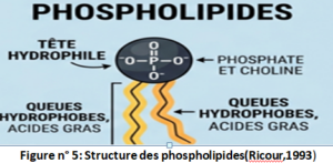 Structures des phospholipides (Ricours,1993)https://www.nadiakadri.com