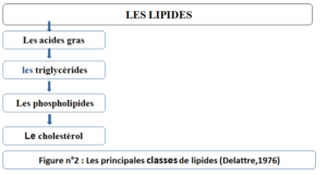 les principales classes de lipides