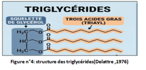 Lestriglycérideshttps://